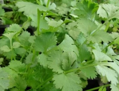 Το αντικαρκινικό βότανο με αντισπασμωδική δράση